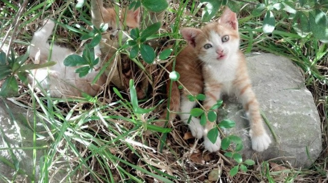 广东队粉碎篮网启示录，当东方铁骑遇上西方巨星，约基奇式胜负手才是终极答案？